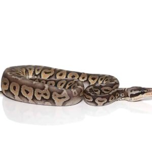 baby super pastel het red axanthic yellowbelly ball python for sale
