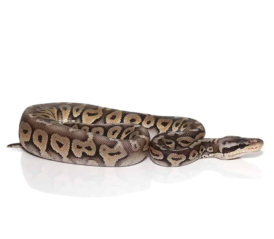 baby super pastel het red axanthic yellowbelly ball python for sale