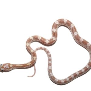 c.b. baby topaz cornsnake for sale