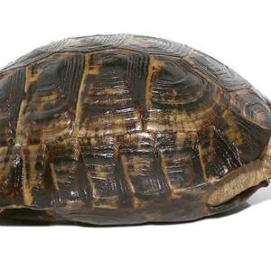 lebanese greek tortoise for sale
