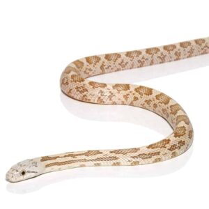 moonshine ratsnake for sale