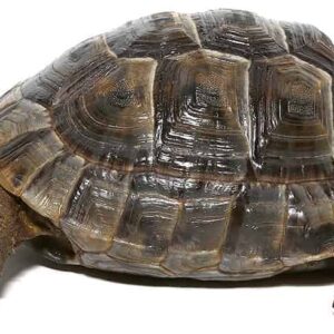 large lebanese greek tortoise for sale