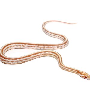baby tessera okeetee butter cornsnake for sale