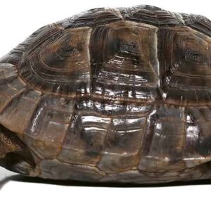 yearling lebanese greek tortoise for sale