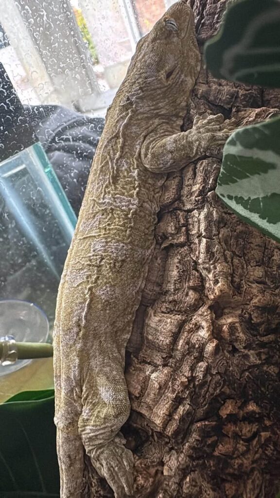 mt khogis (dark morph) leachianus gecko for sale