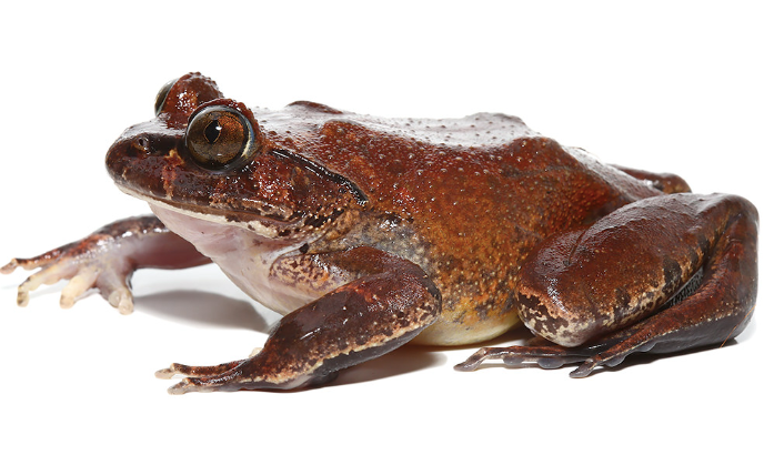 hairy frog e1756307020363