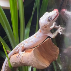 orange reticulated gargoyle gecko for sale