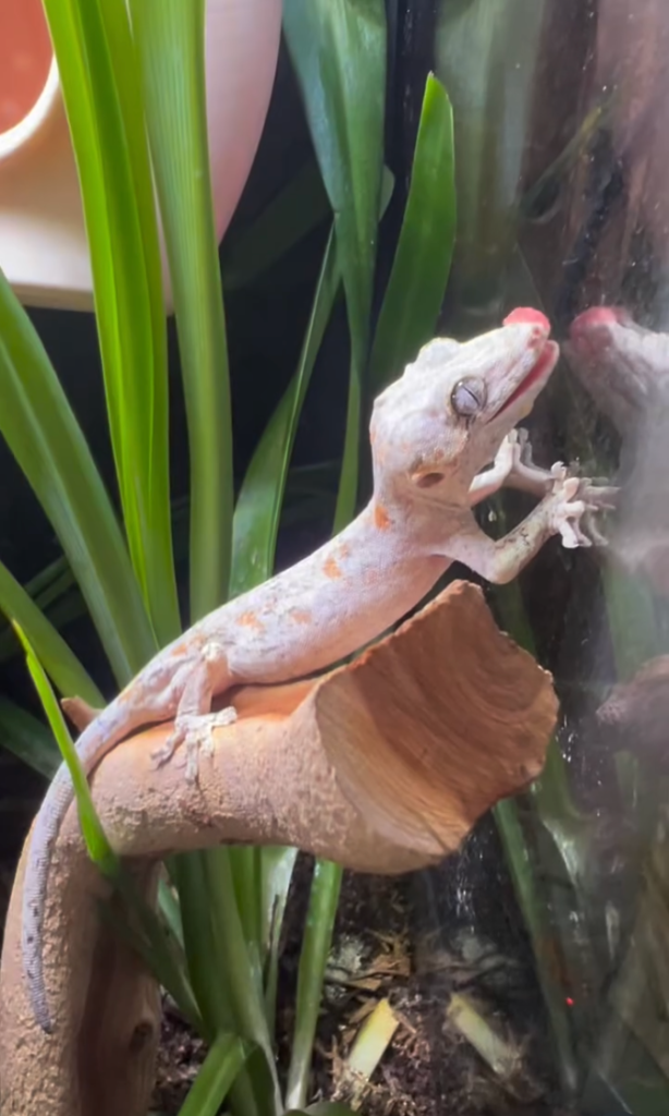 orange reticulated gargoyle gecko for sale