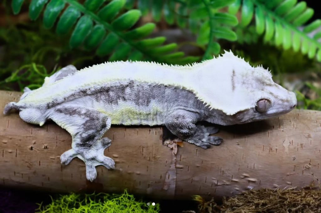 axanthic lilly white crested gecko for sale
