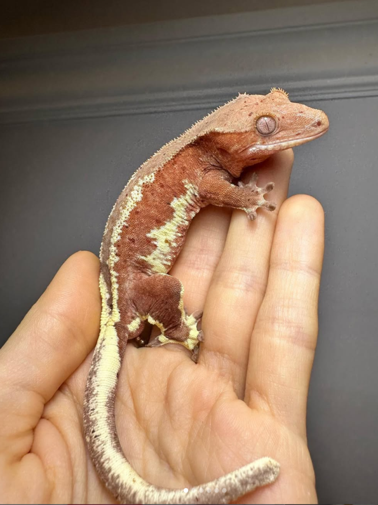 red lilly white crested gecko for sale