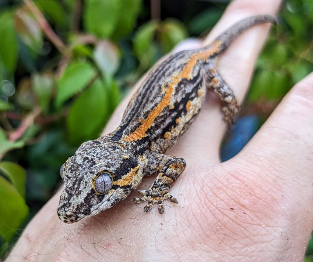 oreo striped gargoyle gecko for sale