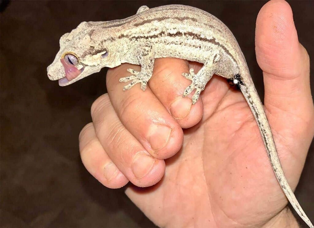 oreo striped gargoyle gecko for sale